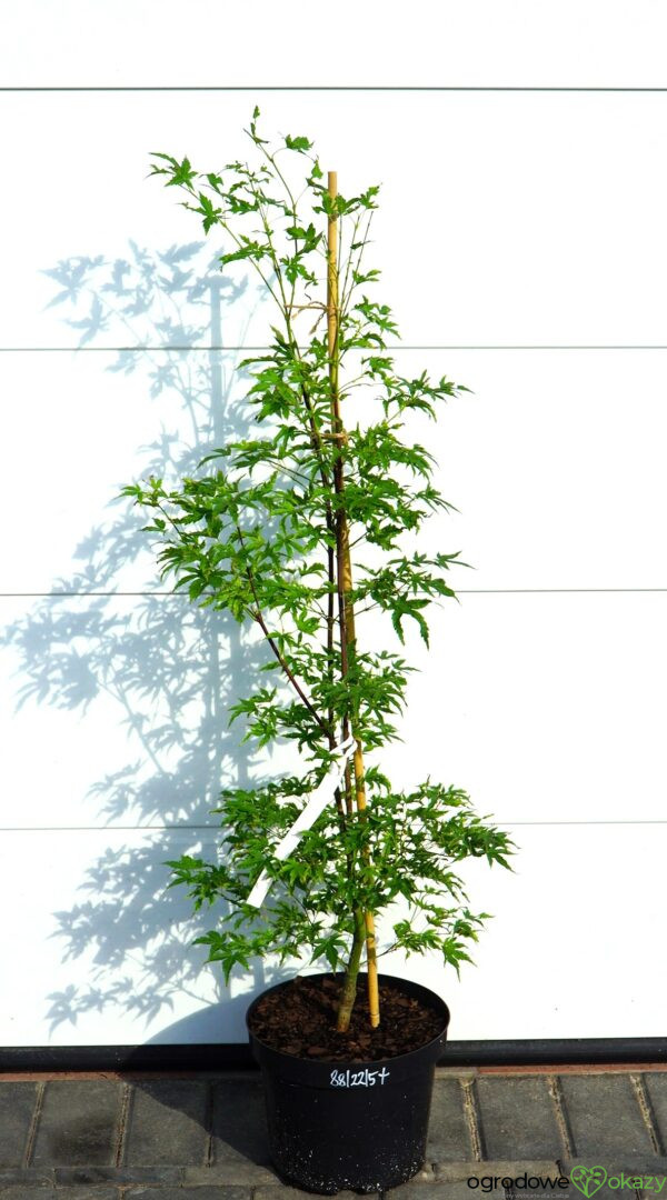 KLON PALMOWY ALPENWEISS Acer palmatum 'Alpenweiss'