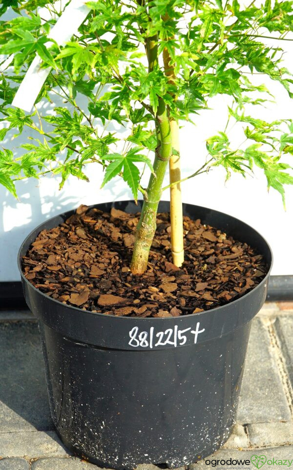 KLON PALMOWY ALPENWEISS Acer palmatum 'Alpenweiss'