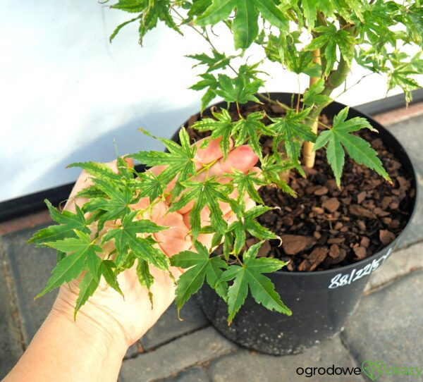 KLON PALMOWY ALPENWEISS Acer palmatum 'Alpenweiss'