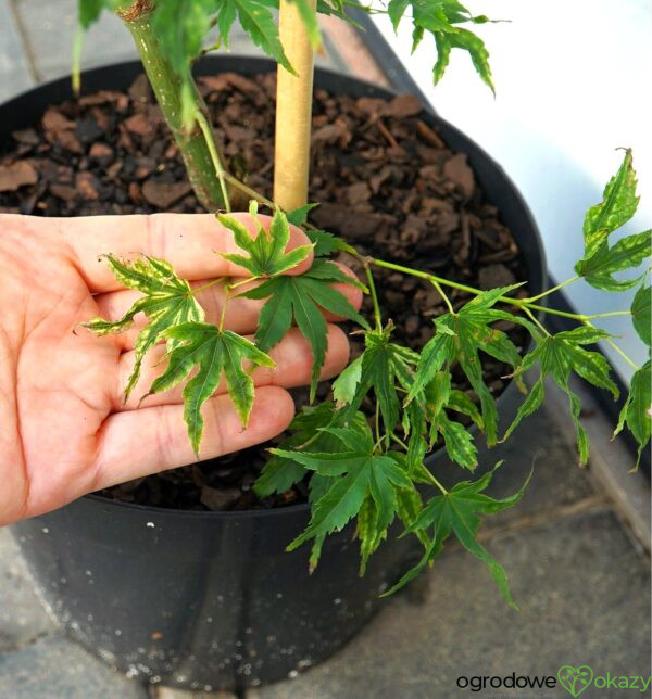 KLON PALMOWY ALPENWEISS Acer palmatum 'Alpenweiss'