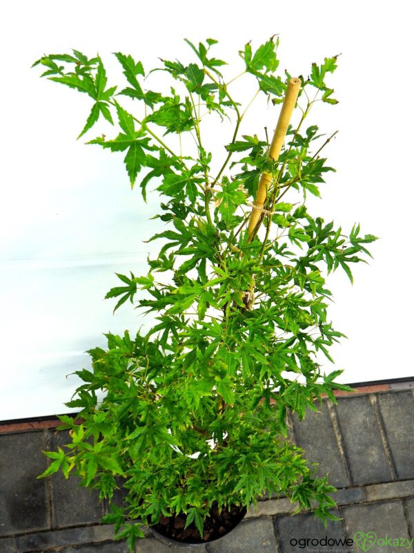 KLON PALMOWY ALPENWEISS Acer palmatum 'Alpenweiss'