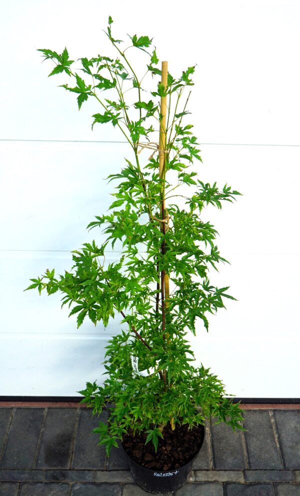 KLON PALMOWY ALPENWEISS Acer palmatum 'Alpenweiss'