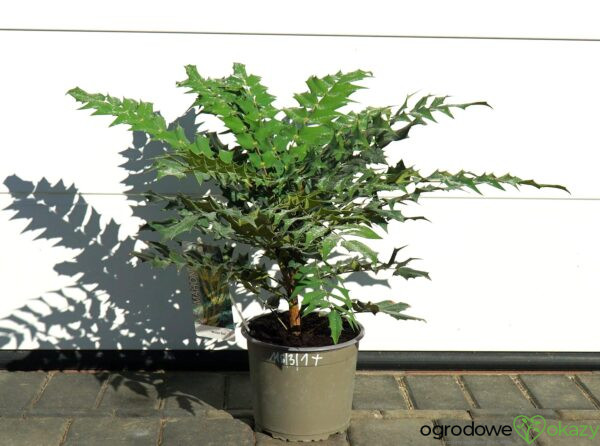 MAHONIA WINTER SUN Mahonia ×media 'Winter Sun'