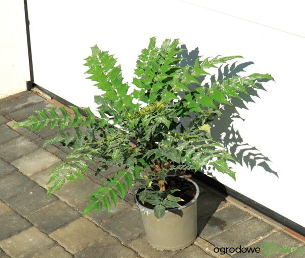 MAHONIA WINTER SUN Mahonia ×media 'Winter Sun'