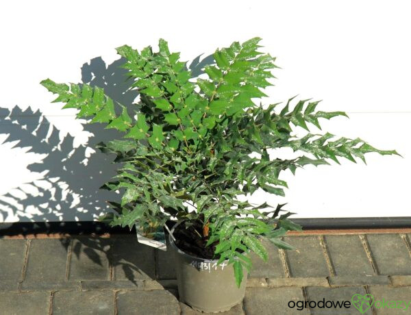 MAHONIA WINTER SUN Mahonia ×media 'Winter Sun'