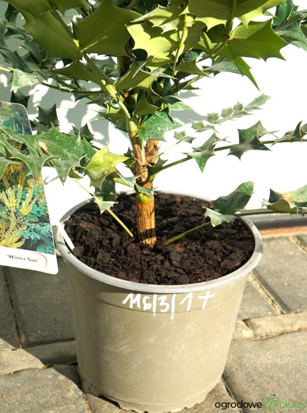 MAHONIA WINTER SUN Mahonia ×media 'Winter Sun'