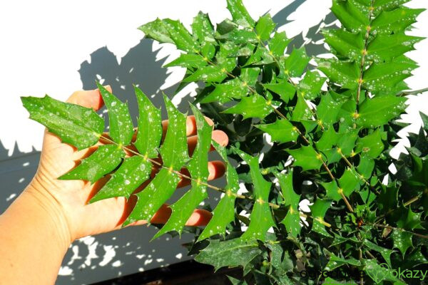 MAHONIA WINTER SUN Mahonia ×media 'Winter Sun'