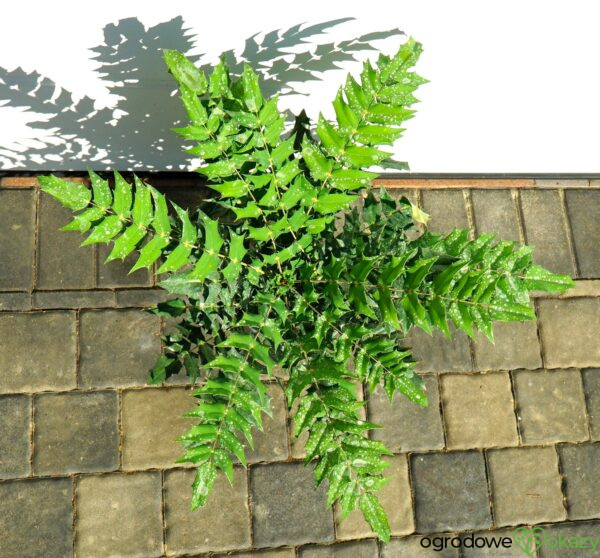 MAHONIA WINTER SUN Mahonia ×media 'Winter Sun'