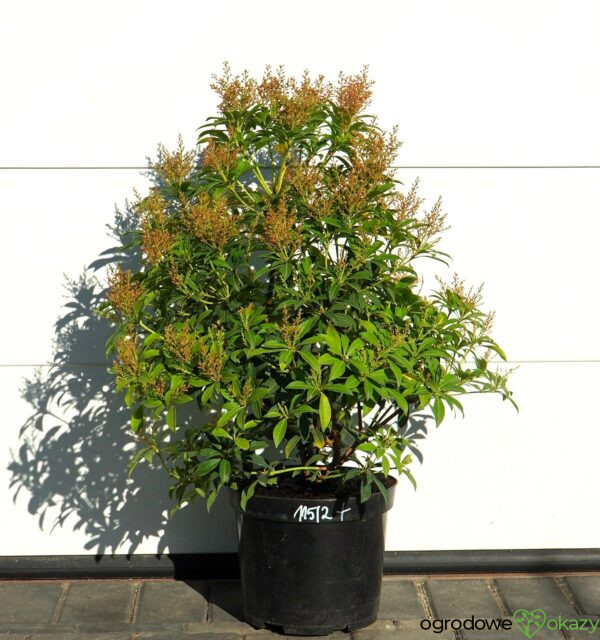 PIERIS JAPOŃSKI FOREST FLAME Pieris japonica 'Forest Flame'