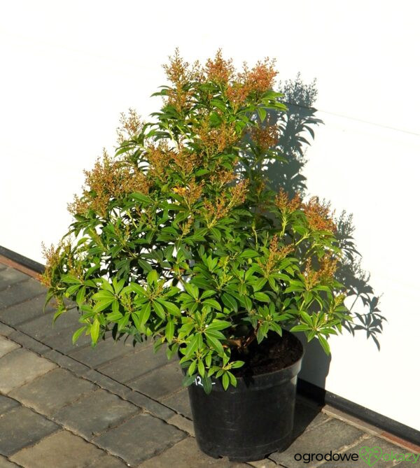 PIERIS JAPOŃSKI FOREST FLAME Pieris japonica 'Forest Flame'
