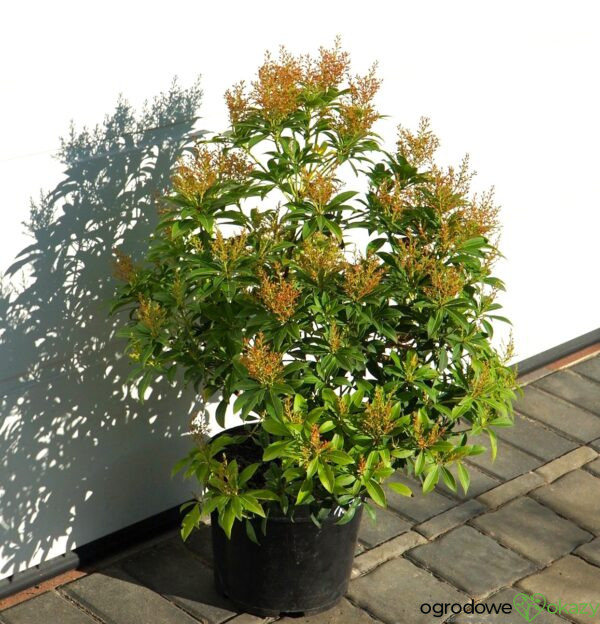 PIERIS JAPOŃSKI FOREST FLAME Pieris japonica 'Forest Flame'