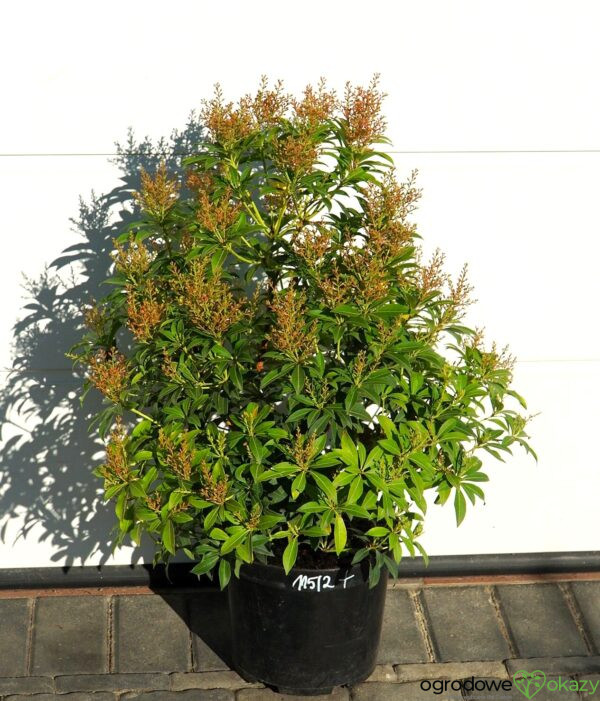 PIERIS JAPOŃSKI FOREST FLAME Pieris japonica 'Forest Flame'