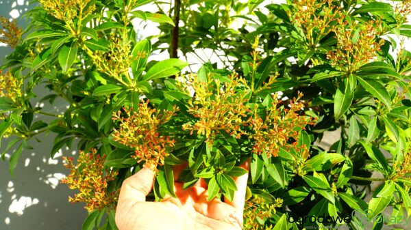 PIERIS JAPOŃSKI FOREST FLAME Pieris japonica 'Forest Flame'