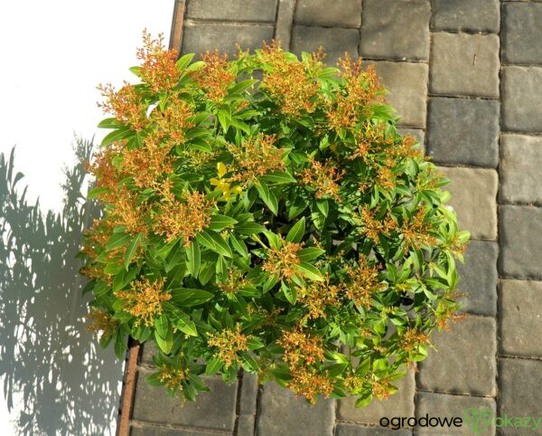 PIERIS JAPOŃSKI FOREST FLAME Pieris japonica 'Forest Flame'