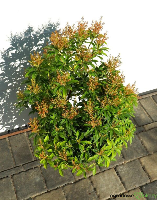 PIERIS JAPOŃSKI FOREST FLAME Pieris japonica 'Forest Flame'