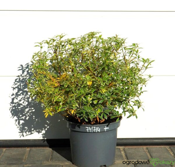 PIERIS JAPOŃSKI LITTLE HEATH Pieris japonica 'Little Heath'