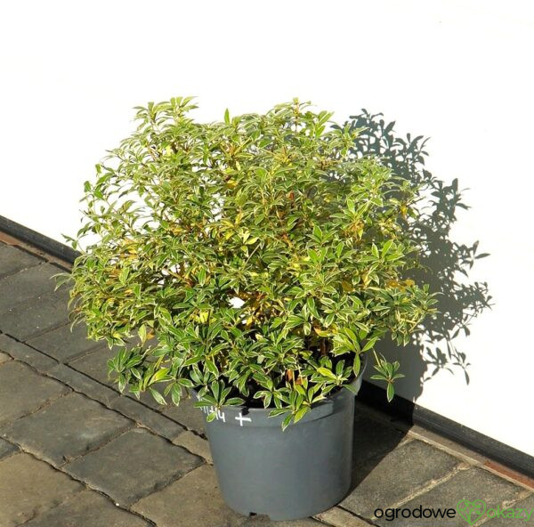 PIERIS JAPOŃSKI LITTLE HEATH Pieris japonica 'Little Heath'