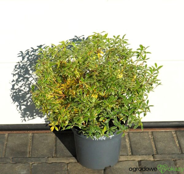 PIERIS JAPOŃSKI LITTLE HEATH Pieris japonica 'Little Heath'