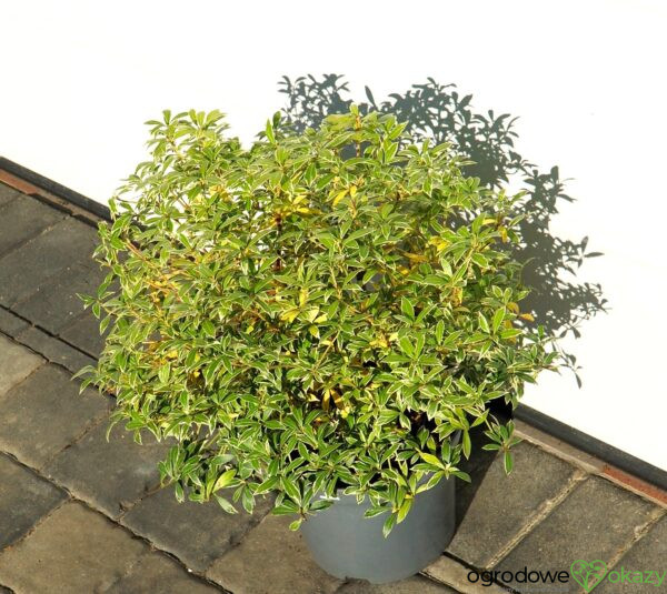 PIERIS JAPOŃSKI LITTLE HEATH Pieris japonica 'Little Heath'