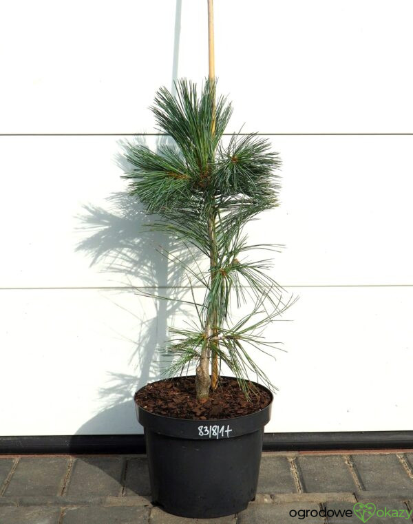 SOSNA GIĘTKA VANDERWOLF'S PYRAMID Pinus flexilis 'Vanderwolf's Pyramid'
