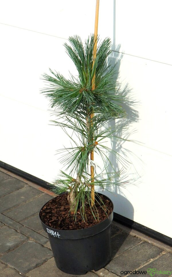 SOSNA GIĘTKA VANDERWOLF'S PYRAMID Pinus flexilis 'Vanderwolf's Pyramid'