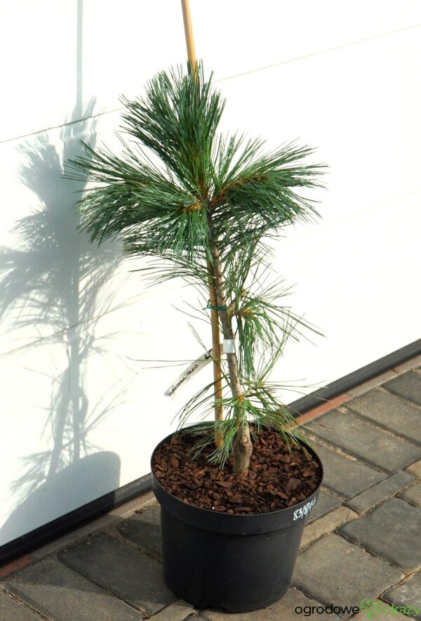 SOSNA GIĘTKA VANDERWOLF'S PYRAMID Pinus flexilis 'Vanderwolf's Pyramid'