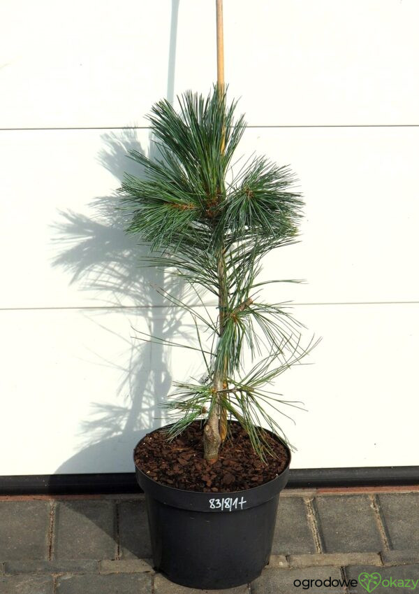 SOSNA GIĘTKA VANDERWOLF'S PYRAMID Pinus flexilis 'Vanderwolf's Pyramid'