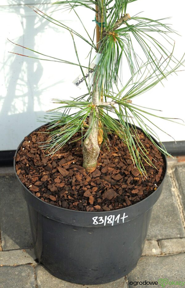 SOSNA GIĘTKA VANDERWOLF'S PYRAMID Pinus flexilis 'Vanderwolf's Pyramid'