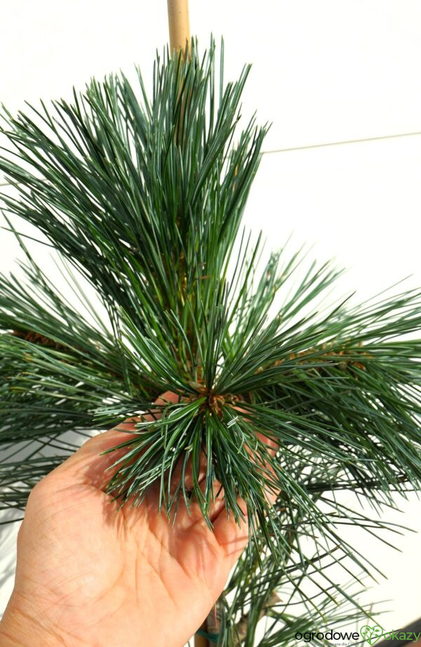 SOSNA GIĘTKA VANDERWOLF'S PYRAMID Pinus flexilis 'Vanderwolf's Pyramid'