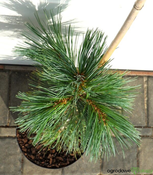 SOSNA GIĘTKA VANDERWOLF'S PYRAMID Pinus flexilis 'Vanderwolf's Pyramid'