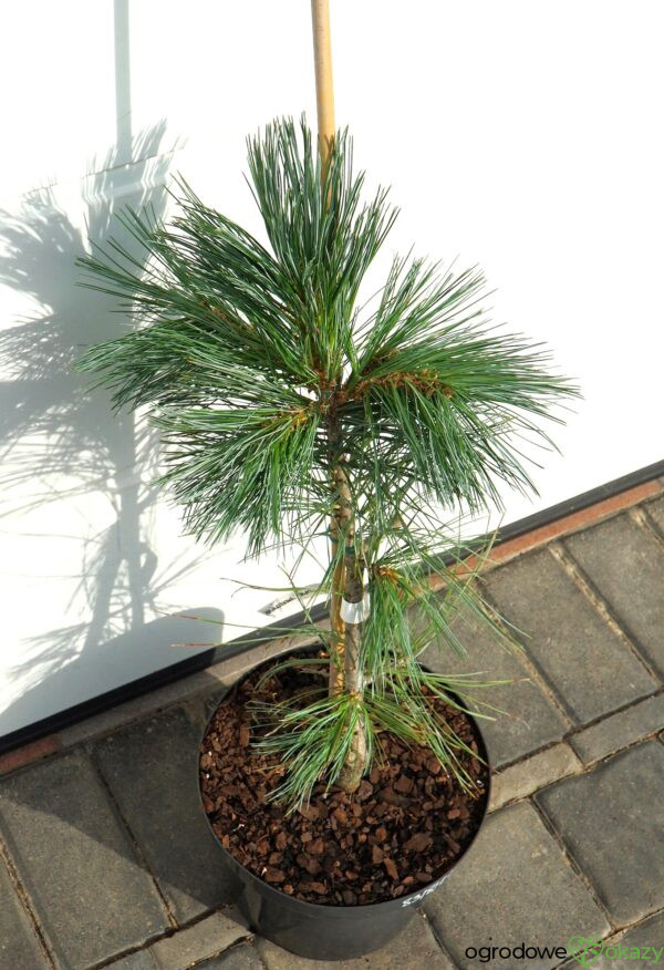 SOSNA GIĘTKA VANDERWOLF'S PYRAMID Pinus flexilis 'Vanderwolf's Pyramid'