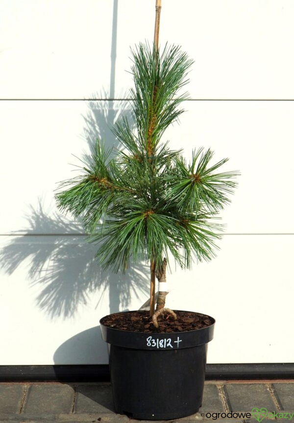SOSNA GIĘTKA VANDERWOLF'S PYRAMID Pinus flexilis 'Vanderwolf's Pyramid'