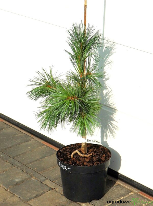 SOSNA GIĘTKA VANDERWOLF'S PYRAMID Pinus flexilis 'Vanderwolf's Pyramid'