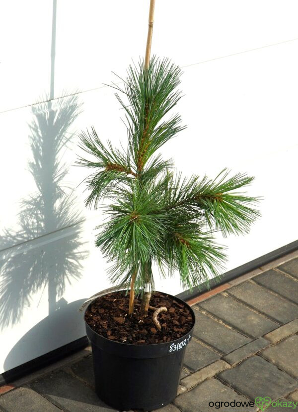 SOSNA GIĘTKA VANDERWOLF'S PYRAMID Pinus flexilis 'Vanderwolf's Pyramid'
