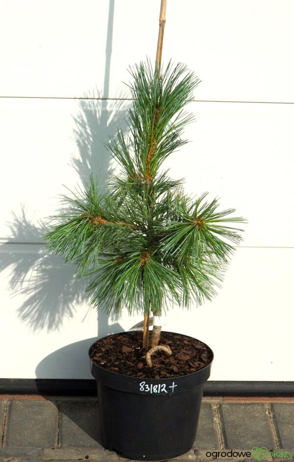 SOSNA GIĘTKA VANDERWOLF'S PYRAMID Pinus flexilis 'Vanderwolf's Pyramid'
