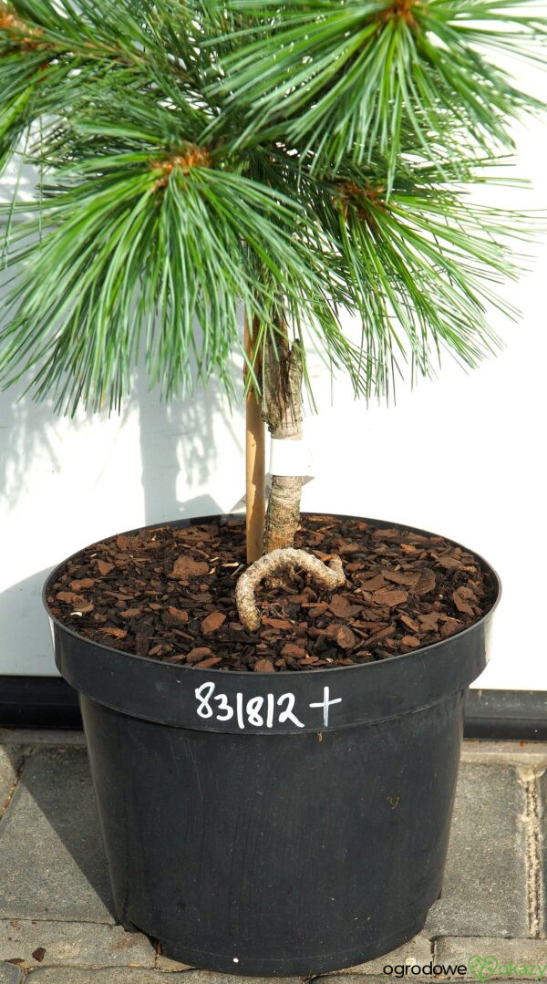 SOSNA GIĘTKA VANDERWOLF'S PYRAMID Pinus flexilis 'Vanderwolf's Pyramid'
