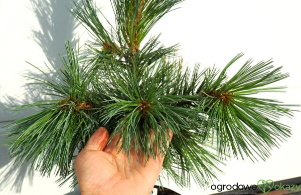 SOSNA GIĘTKA VANDERWOLF'S PYRAMID Pinus flexilis 'Vanderwolf's Pyramid'