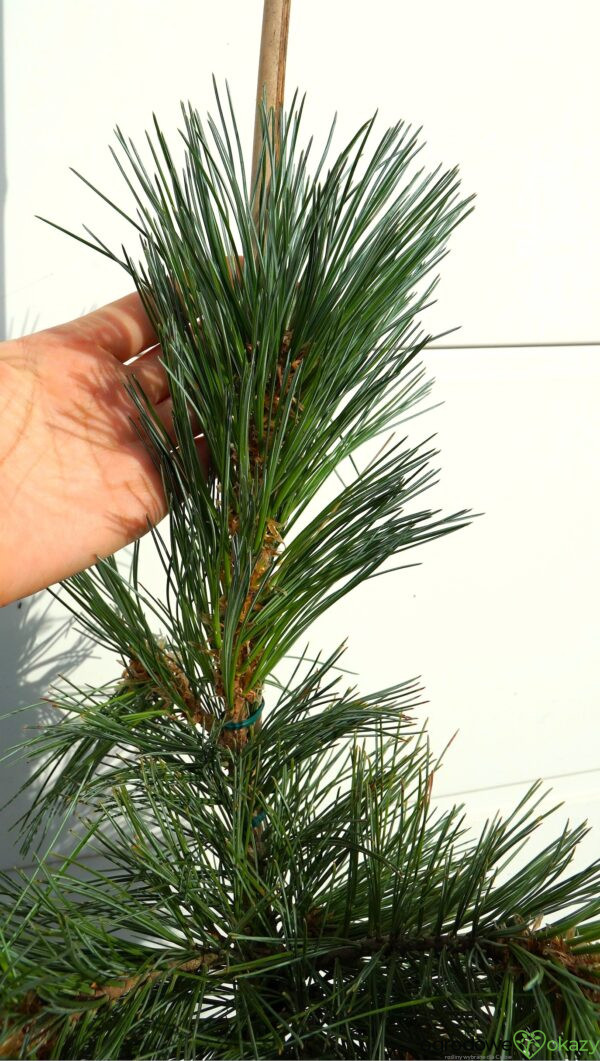 SOSNA GIĘTKA VANDERWOLF'S PYRAMID Pinus flexilis 'Vanderwolf's Pyramid'
