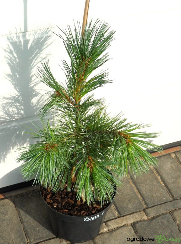 SOSNA GIĘTKA VANDERWOLF'S PYRAMID Pinus flexilis 'Vanderwolf's Pyramid'