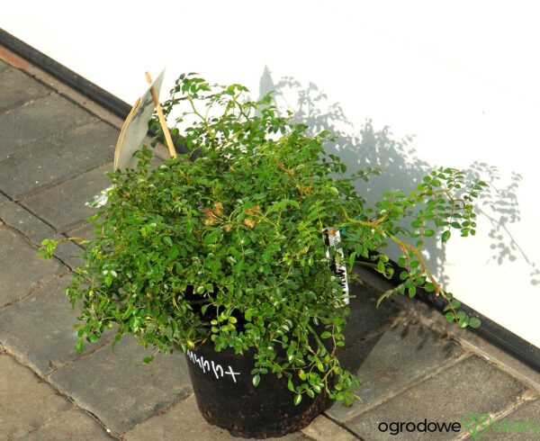 RÓŻA GREEN SUMMER PBR Rosa 'Green Summer' PBR