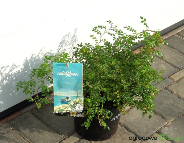 RÓŻA GREEN SUMMER PBR Rosa 'Green Summer' PBR