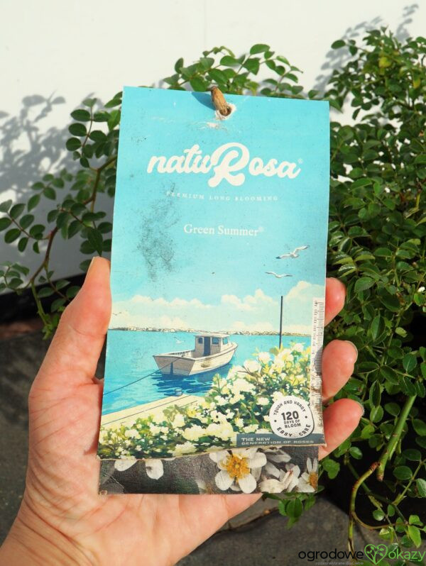 RÓŻA GREEN SUMMER PBR Rosa 'Green Summer' PBR