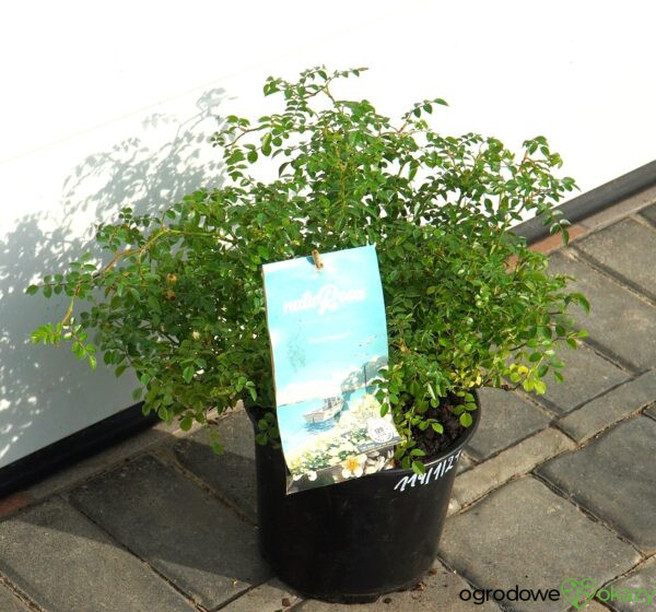 RÓŻA GREEN SUMMER PBR Rosa 'Green Summer' PBR