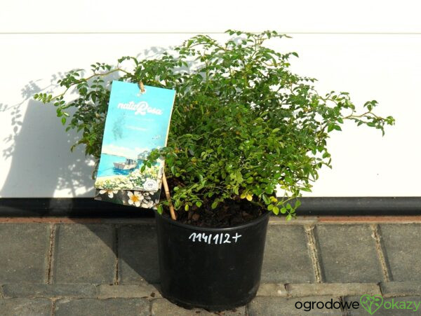 RÓŻA GREEN SUMMER PBR Rosa 'Green Summer' PBR
