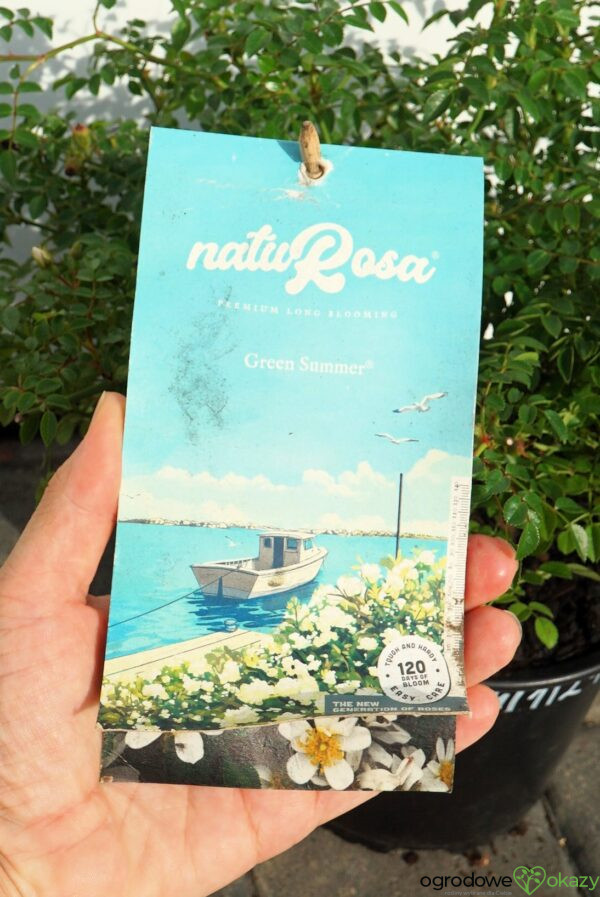 RÓŻA GREEN SUMMER PBR Rosa 'Green Summer' PBR