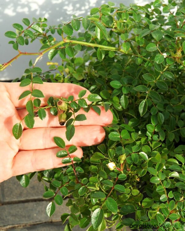 RÓŻA GREEN SUMMER PBR Rosa 'Green Summer' PBR