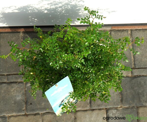 RÓŻA GREEN SUMMER PBR Rosa 'Green Summer' PBR