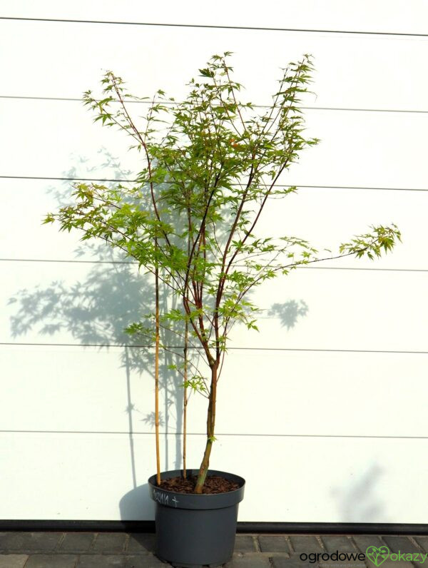 KLON PALMOWY SANGO KAKU Acer palmatum 'Sango Kaku'