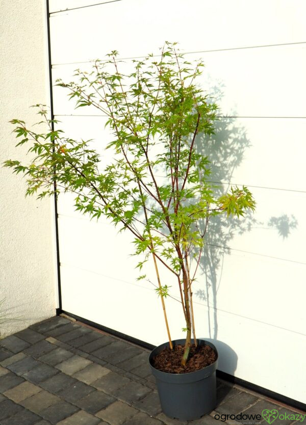 KLON PALMOWY SANGO KAKU Acer palmatum 'Sango Kaku'