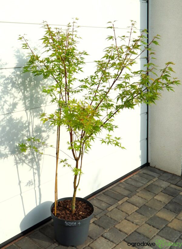 KLON PALMOWY SANGO KAKU Acer palmatum 'Sango Kaku'